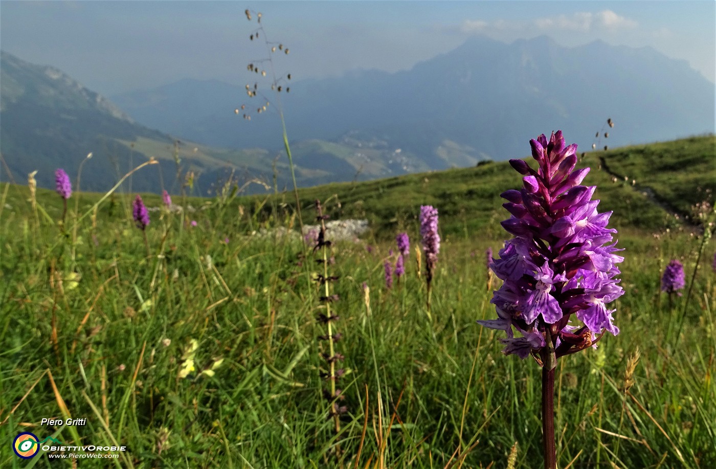 97 Orchidee sul sent. 121 scendendo da Capanna 2000 al parcheggio d'Alpe Arera.JPG -                                